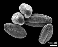 dry pollen grains