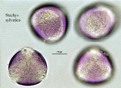 hydrated pollen