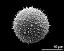 hydrated pollen grain