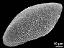 distal polar view