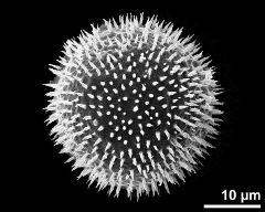 hydrated pollen grain