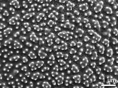 exine surface
