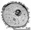 hydrated pollen grain