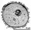 hydrated pollen grain