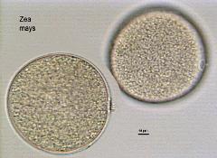 hydrated pollen