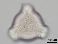 hydrated pollen,polar view