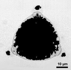 pollen grain in polar view with starch grains (dark stained) in cytoplasm and apertural protrusions