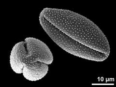 dry pollen grains