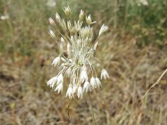 inflorescence(s)