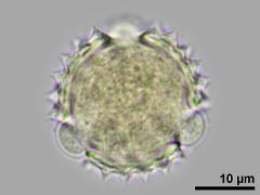 polar view,hydrated pollen