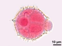 hydrated pollen,sperm cells