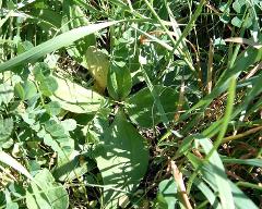 habitus of Plantago media