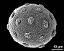 hydrated pollen grain