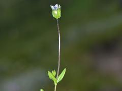 inflorescence(s)