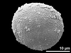 polar proximal view