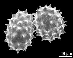 dry pollen grains