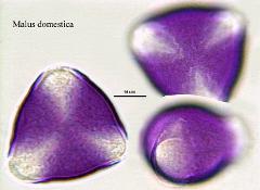 hydrated pollen