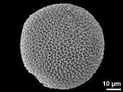 hydrated pollen