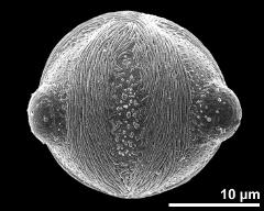 equatorial view of blue pollen grain