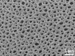 exine surface