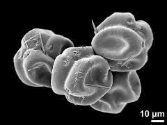 dry tetrads