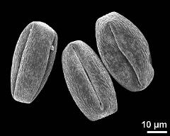 dry pollen grains