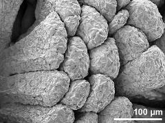 massulae (forming pollinium)