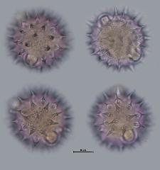 hydrated pollen