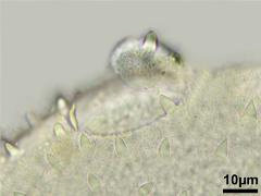 hydrated pollen,aperture with operculum