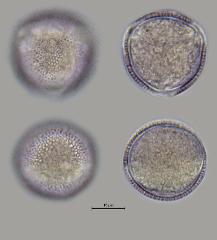 hydrated pollen