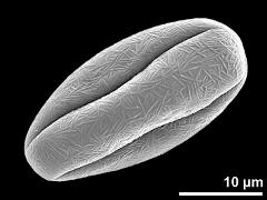 dry pollen grain