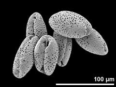 dry pollen grains