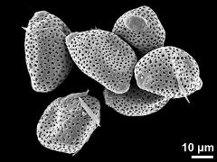 dry pollen grains