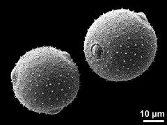 hydrated pollen grains