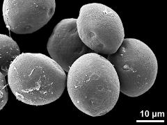 hydrated pollen grains