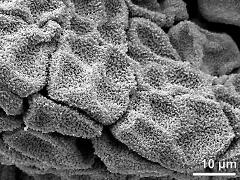 tetrads (forming massula)