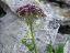 inflorescence(s)