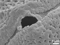 Sculpture along colpi