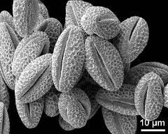 dry pollen grains