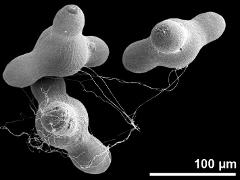 hydrated pollen grains