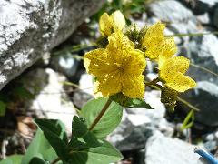 inflorescence(s)