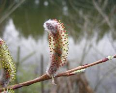 male flowers