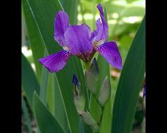 flowers of Iris croatica
