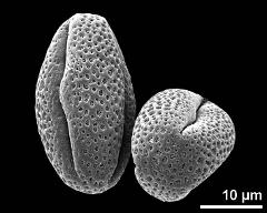 dry pollen grains