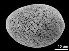 polar proximal view