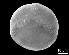 hydrated pollen grain