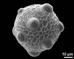 hydrated pollen grain