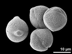 hydrated pollen grains