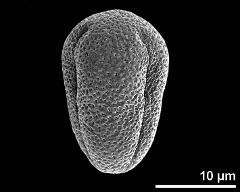 dry pollen grain in equatorial view