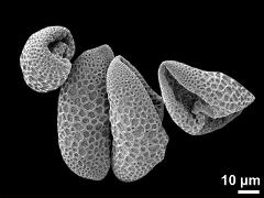 dry pollen grains